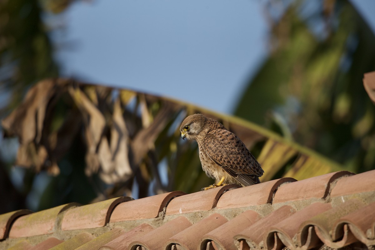 Eurasian Kestrel - Mansour Elkerdany