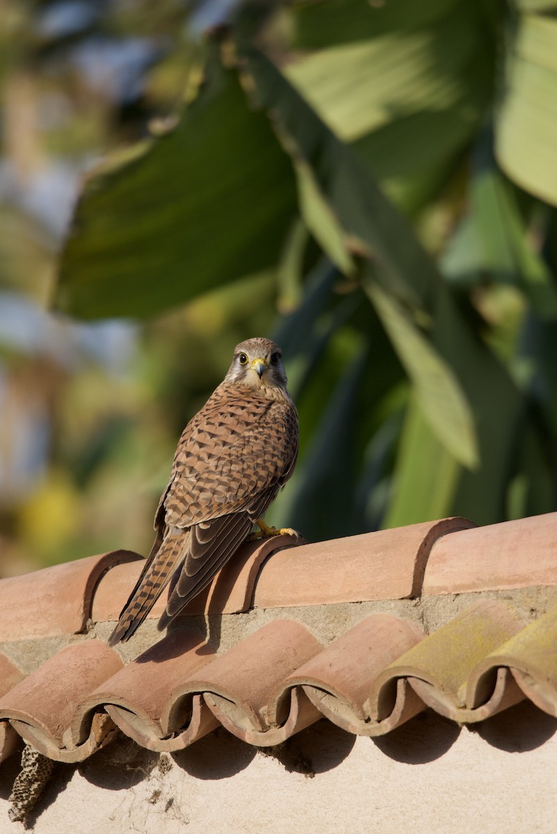 Eurasian Kestrel - ML615103894