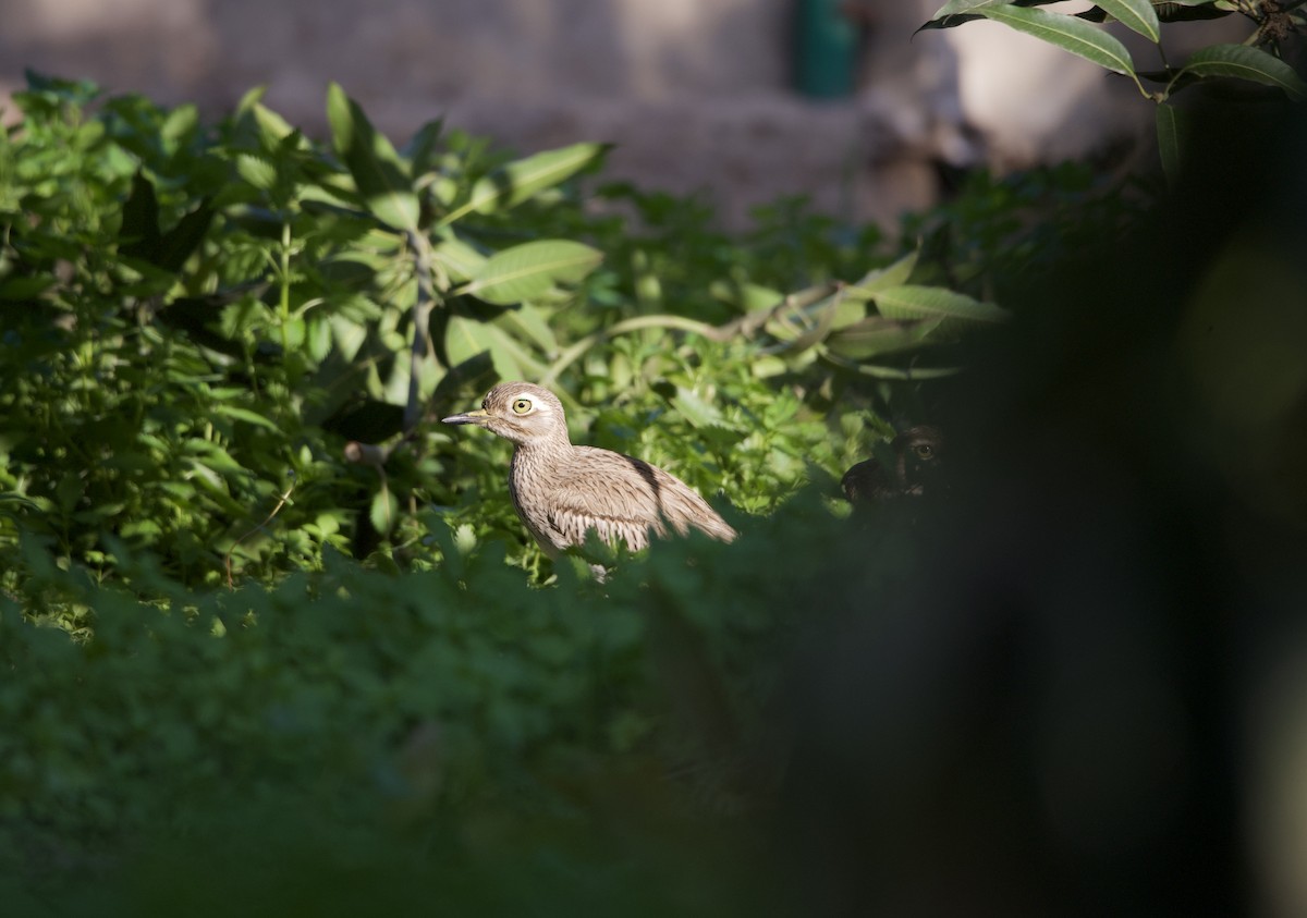 Senegal Thick-knee - ML615103911