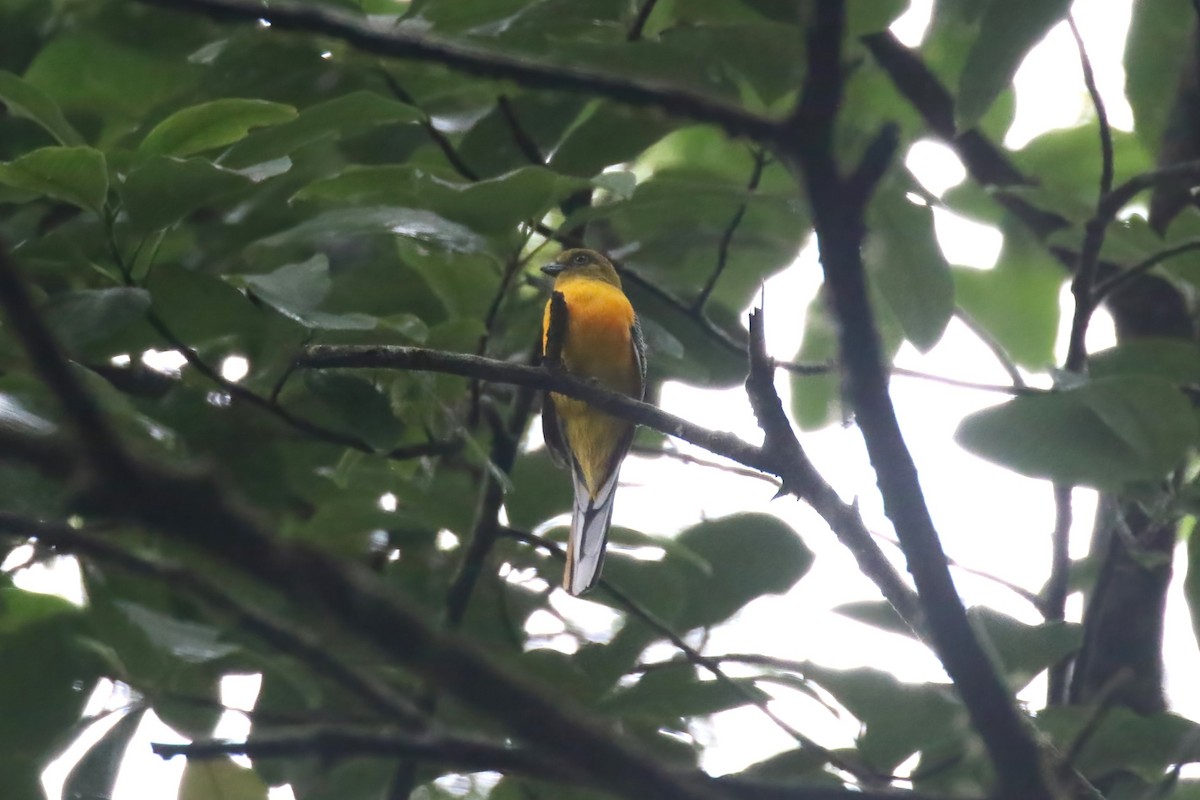 trogon oranžovoprsý - ML615103929