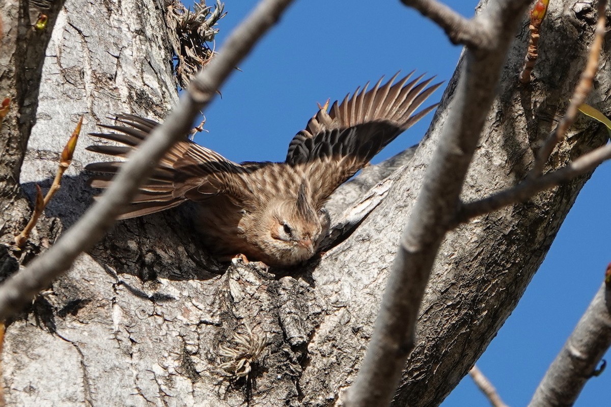 Lark-like Brushrunner - Michele Reyes