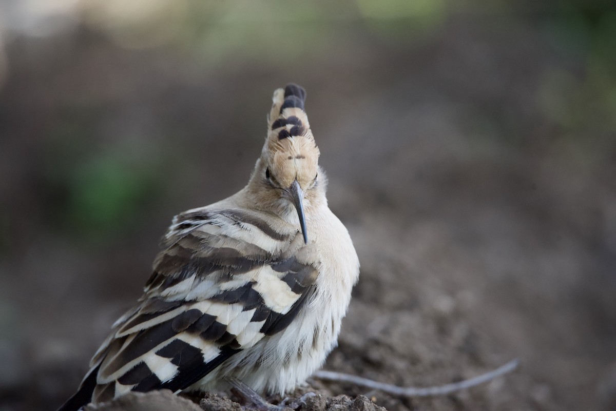 Eurasian Hoopoe - ML615103974