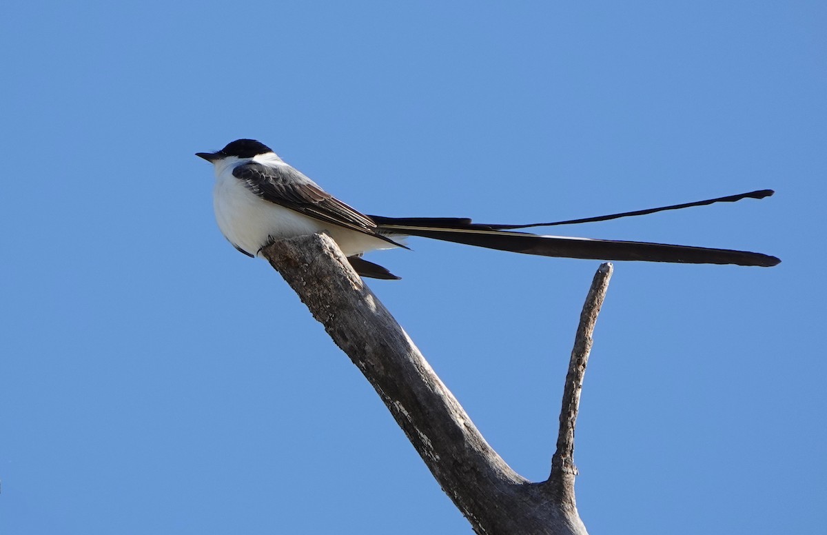 Fork-tailed Flycatcher - Michele Reyes