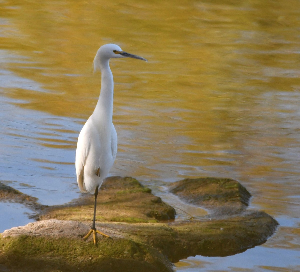 Snowy Egret - ML615104022