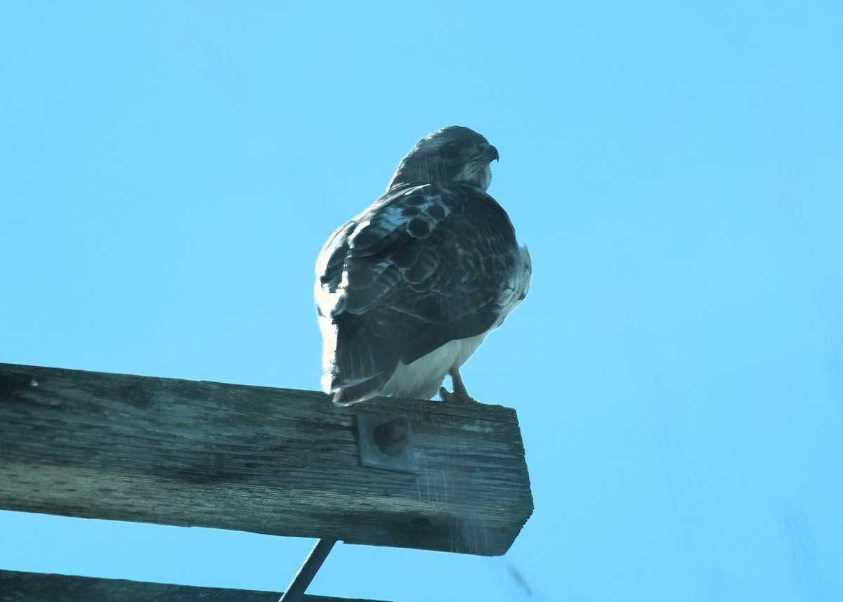 Red-tailed Hawk - ML615104024