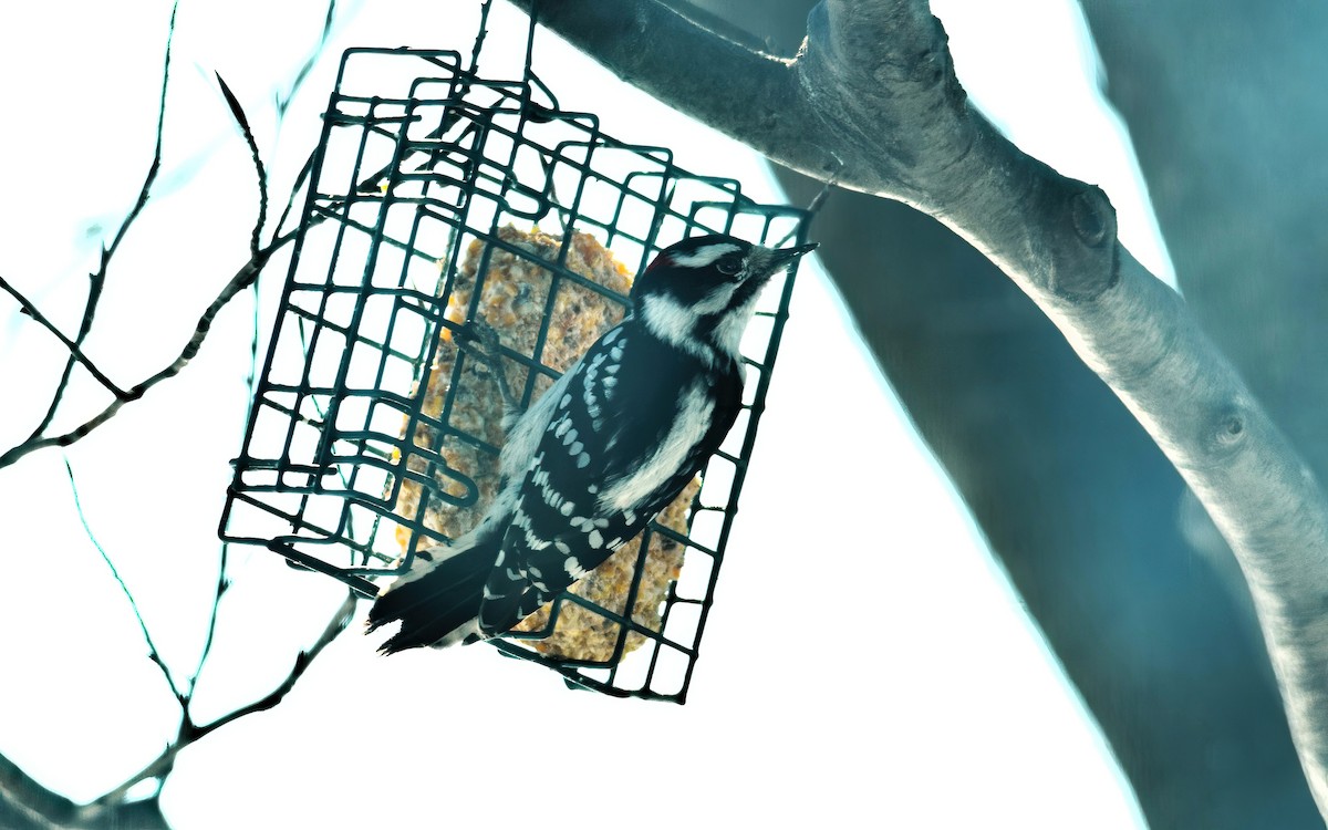 Downy Woodpecker - ML615104037