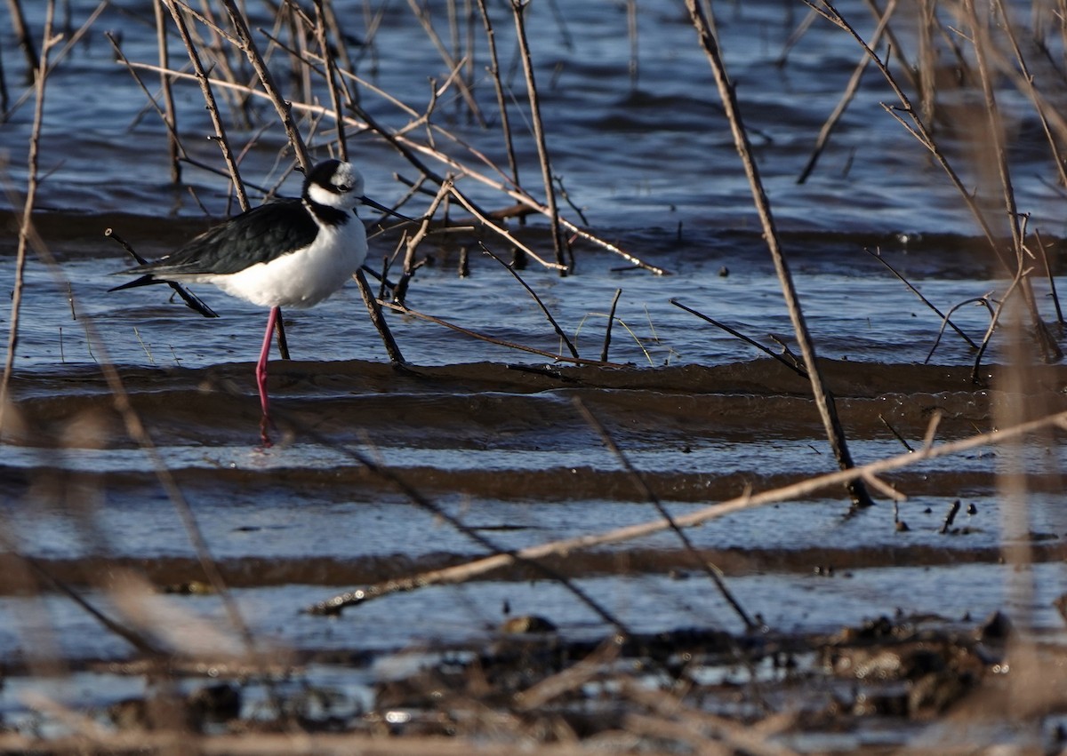 Black-necked Stilt (White-backed) - ML615104039