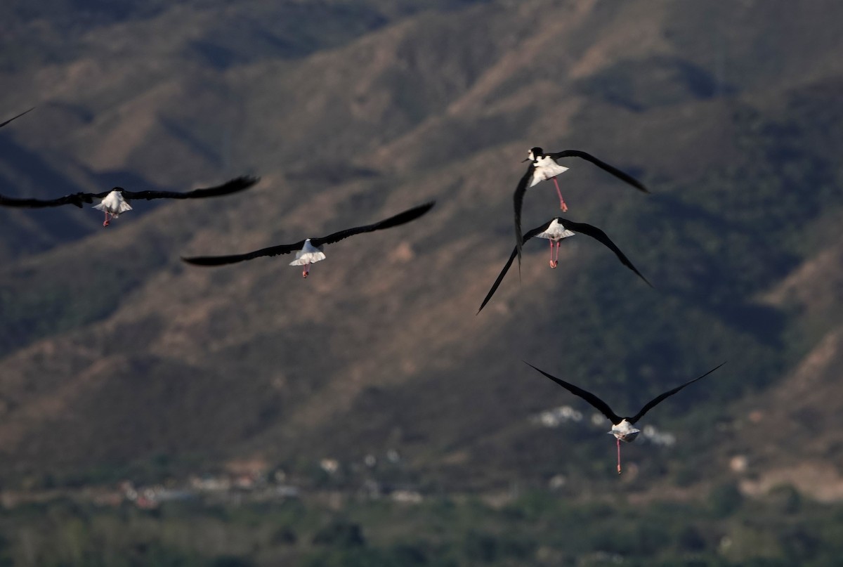 Black-necked Stilt (White-backed) - ML615104040