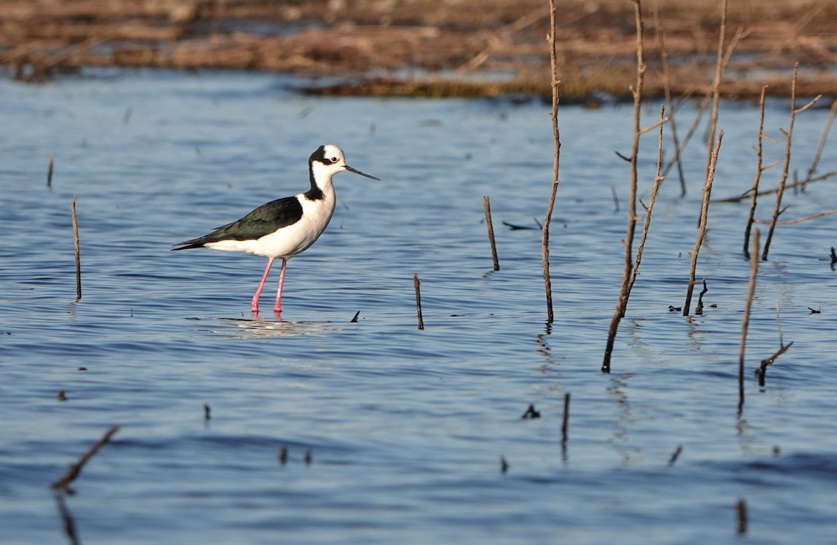 Black-necked Stilt (White-backed) - ML615104041