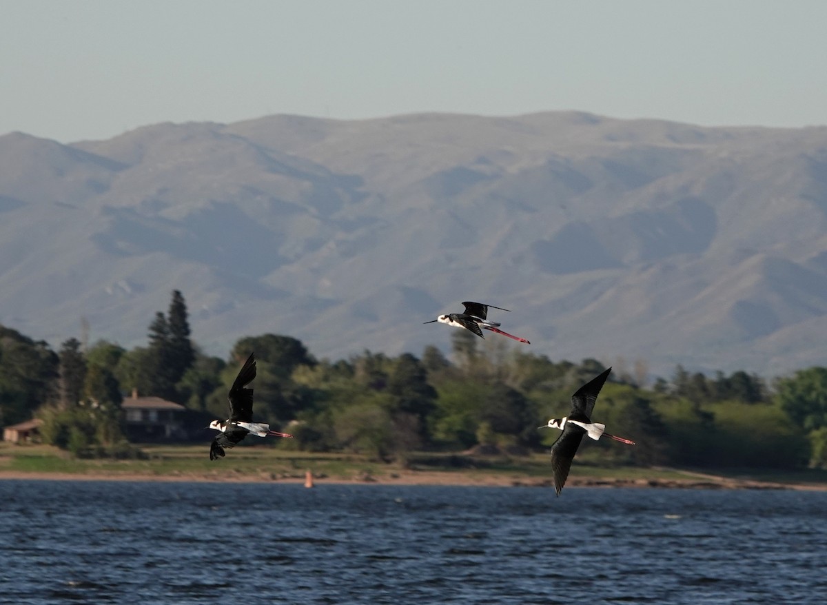 Black-necked Stilt (White-backed) - Michele Reyes