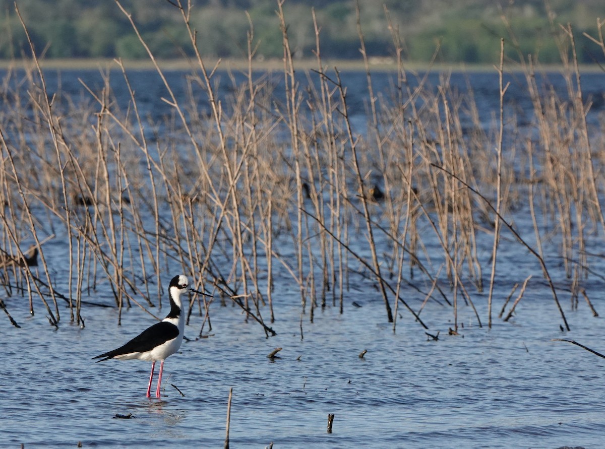 Black-necked Stilt (White-backed) - Michele Reyes