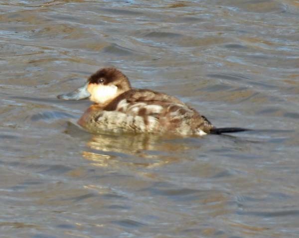 Ruddy Duck - ML615104059