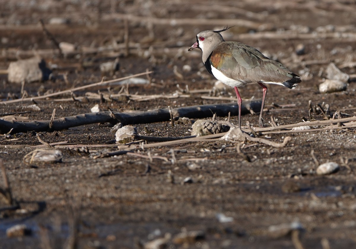 Southern Lapwing - ML615104060