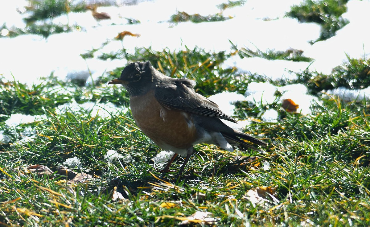 American Robin - ML615104062