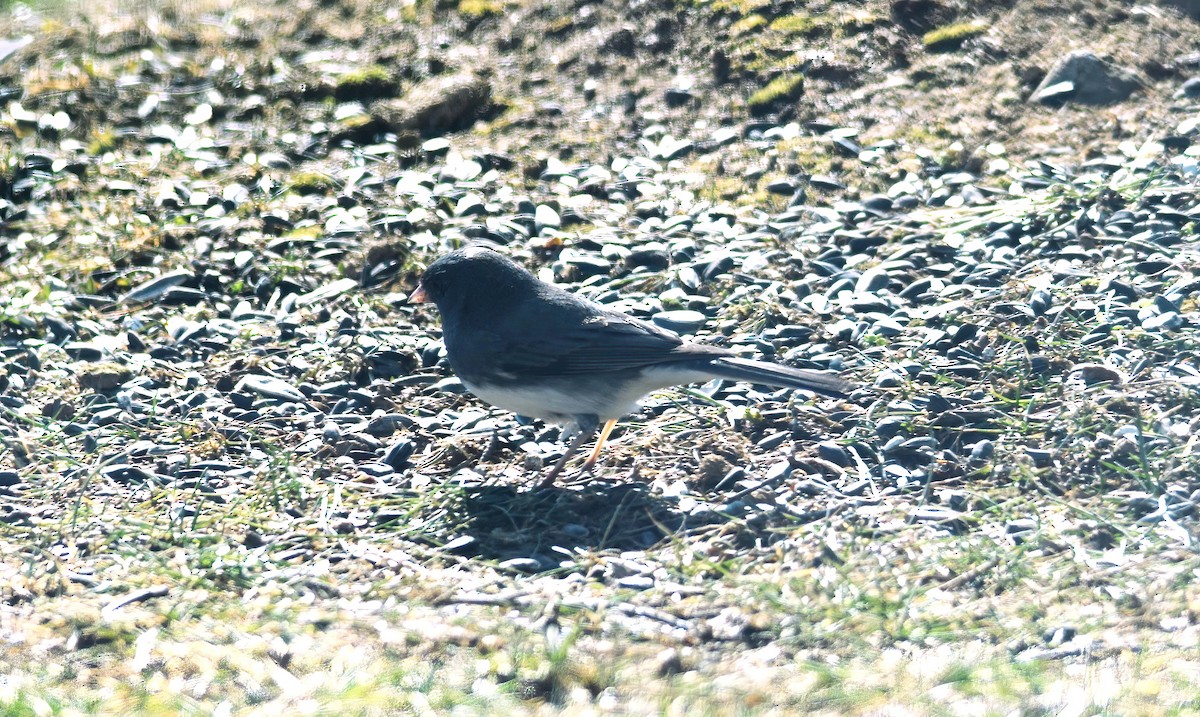 Dark-eyed Junco - ML615104075