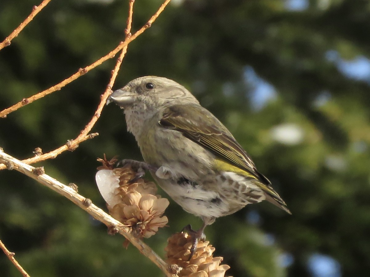 Red Crossbill - ML615104079