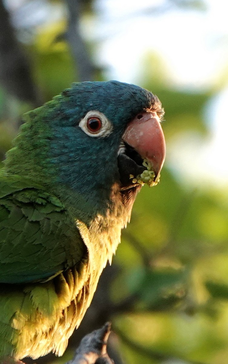 Blue-crowned Parakeet - ML615104112