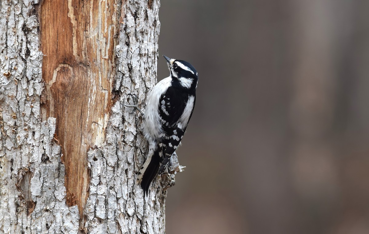 Downy Woodpecker - ML615104116