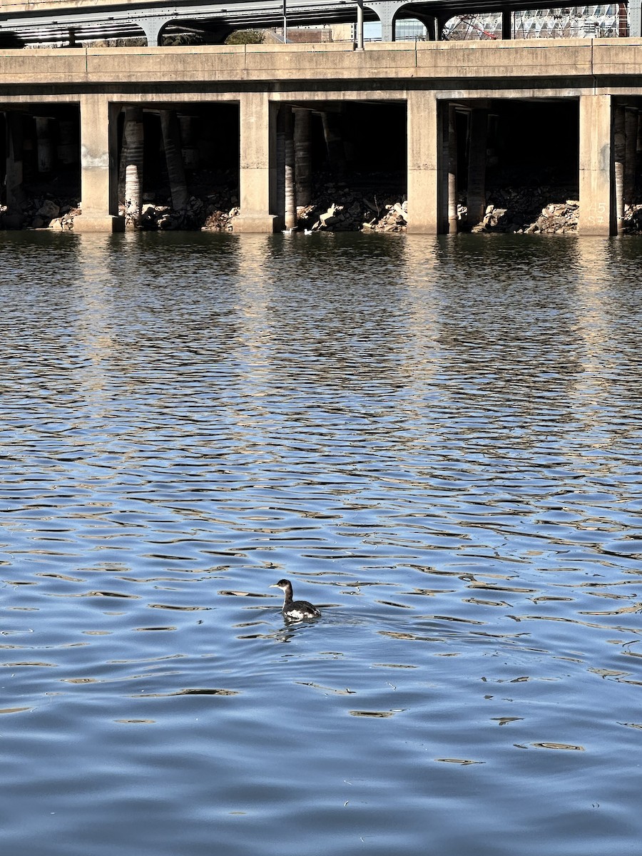 Red-necked Grebe - ML615104133