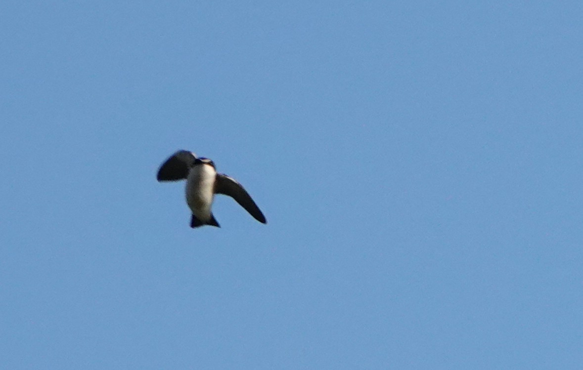 White-rumped Swallow - ML615104142