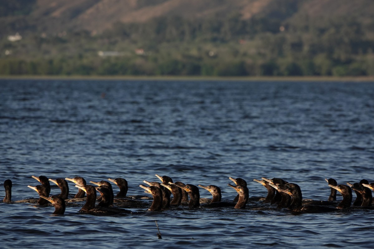 Neotropic Cormorant - ML615104160