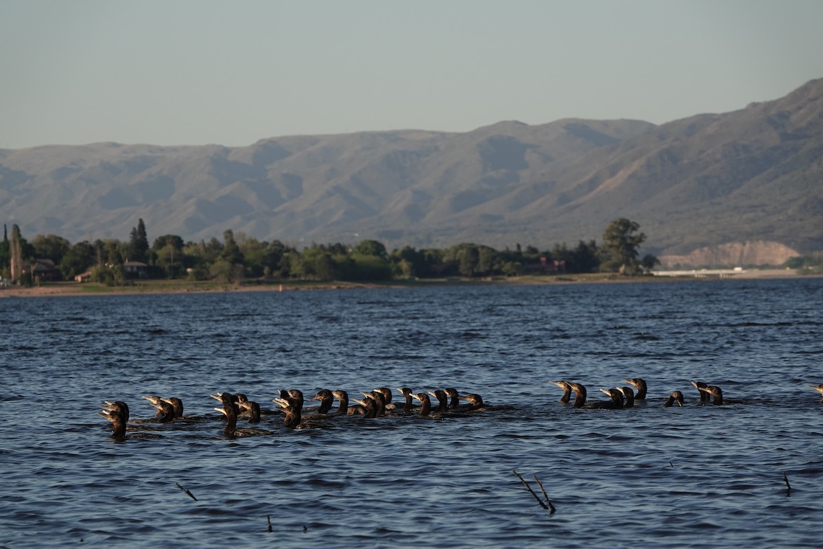 Neotropic Cormorant - ML615104161