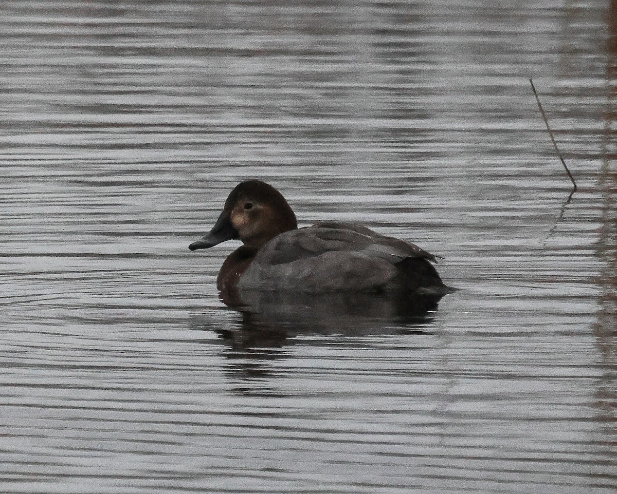 Common Pochard - ML615104192