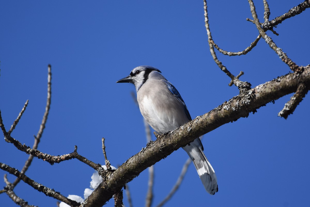 Blauhäher - ML615104274