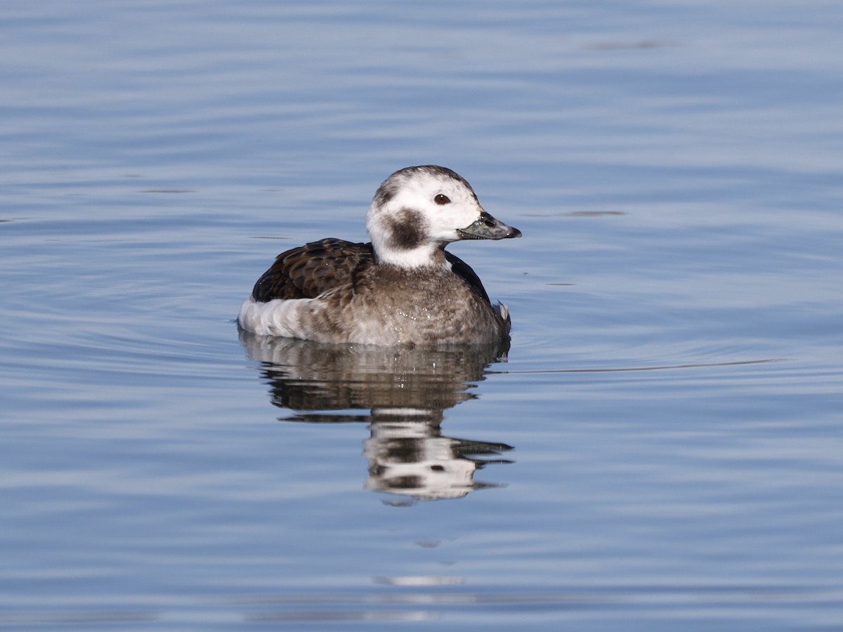 Long-tailed Duck - ML615104283