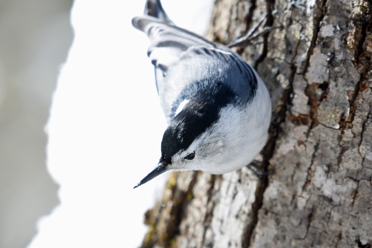 White-breasted Nuthatch - Norma Van Alstine