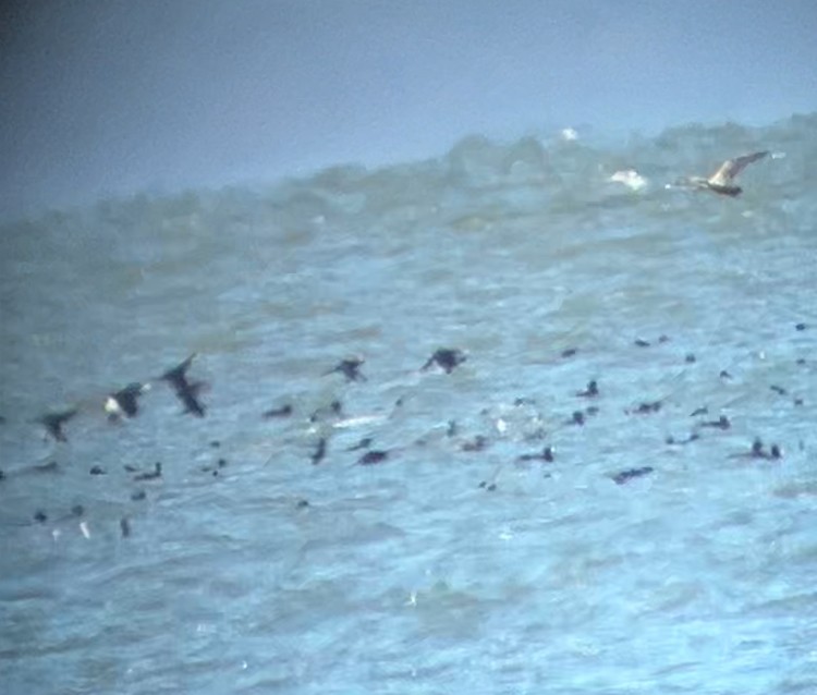 White-winged Scoter - ML615104316