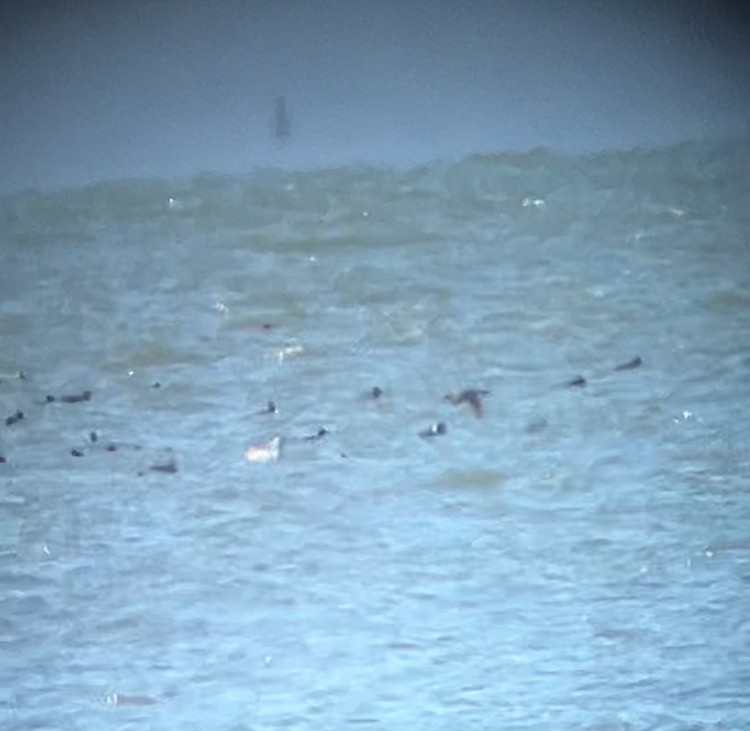 turpan žlutozobý - ML615104325