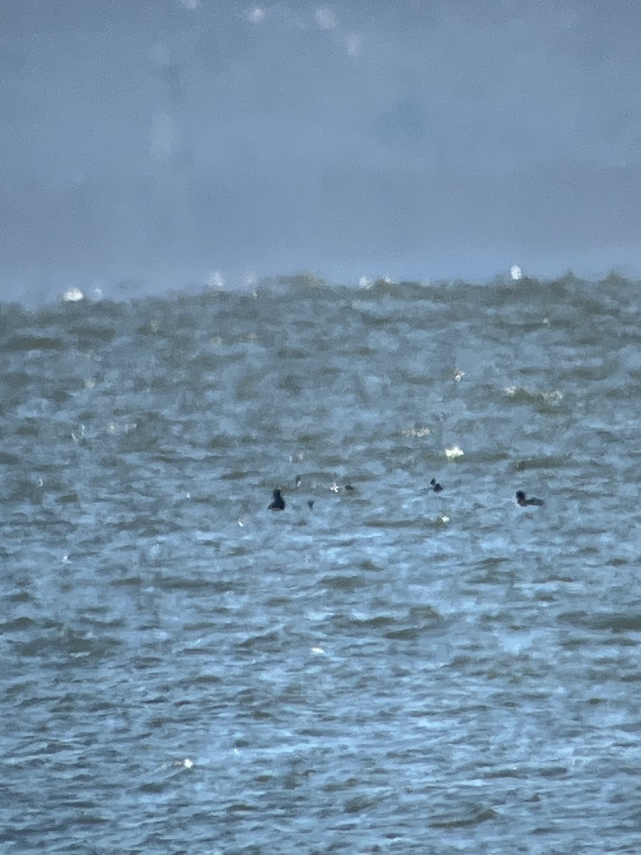 Black Scoter - ML615104328