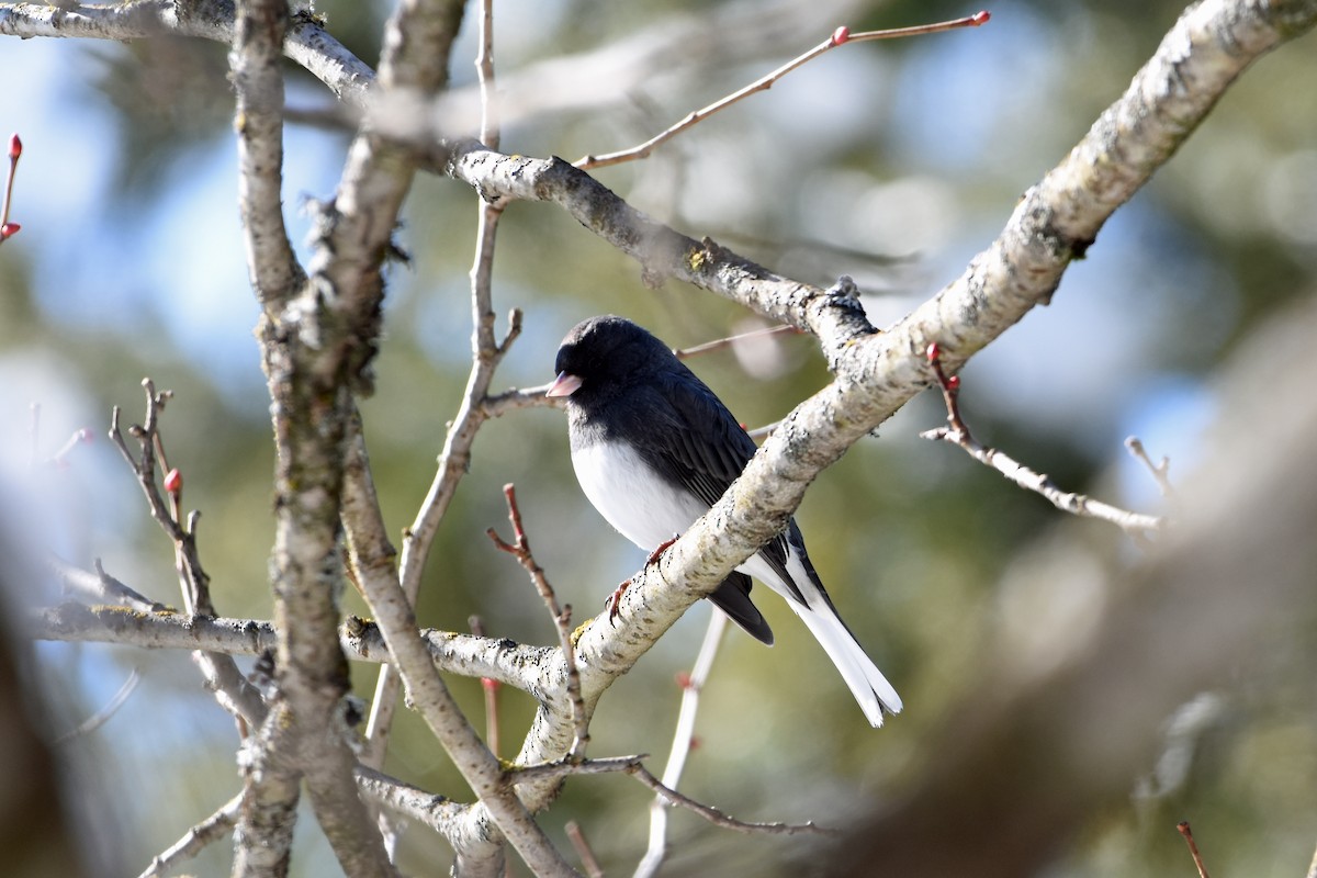 Dark-eyed Junco - Norma Van Alstine