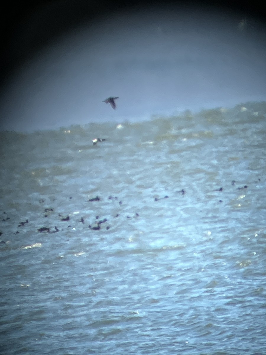 Black Scoter - ML615104333