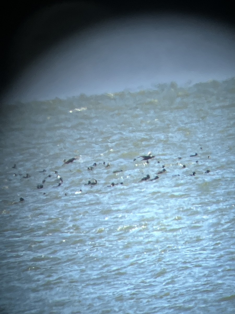 Black Scoter - ML615104334