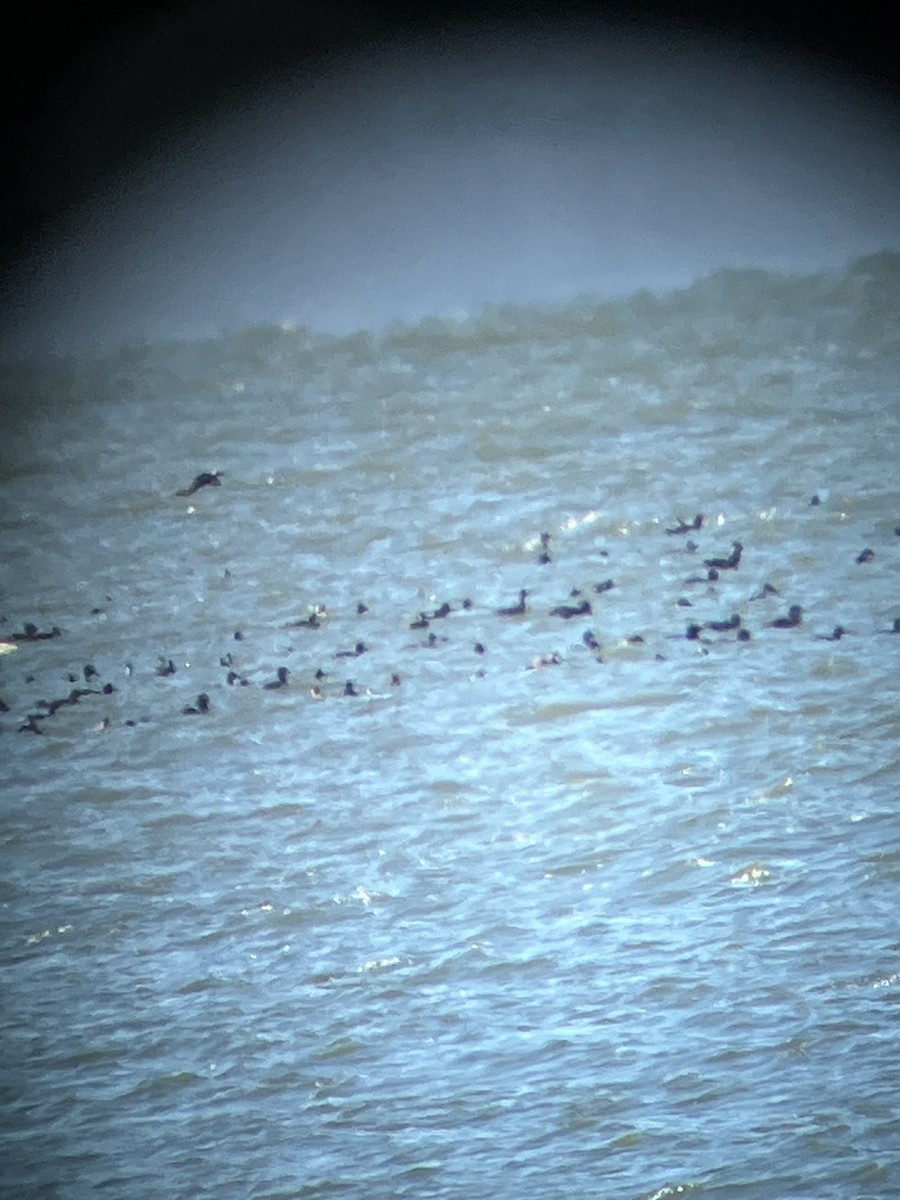 Black Scoter - ML615104339