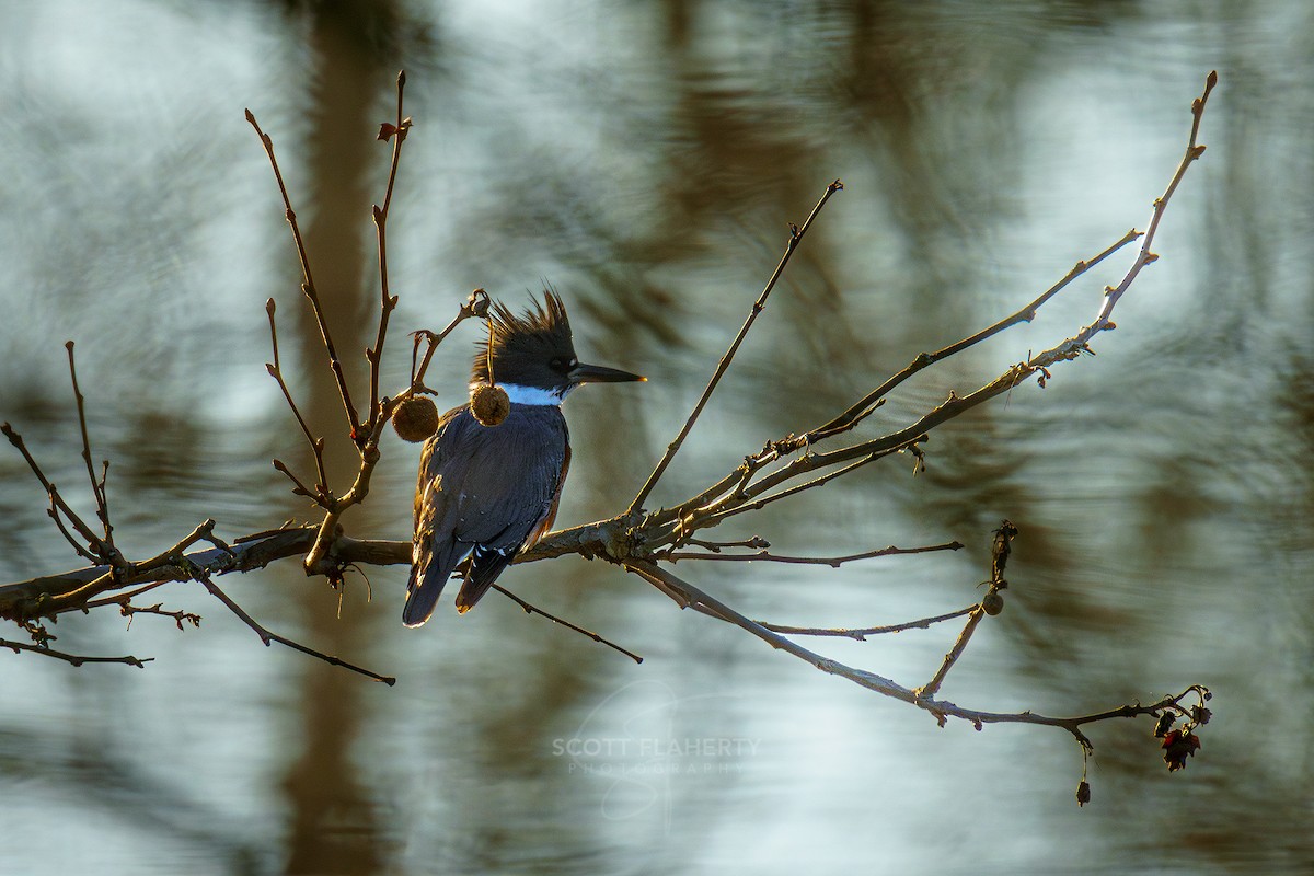 Belted Kingfisher - ML615104341
