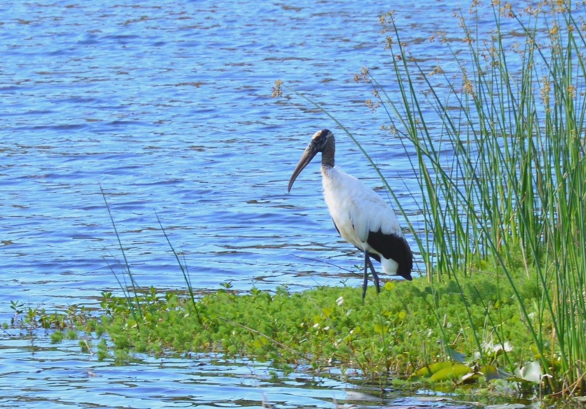 Wood Stork - ML615104345