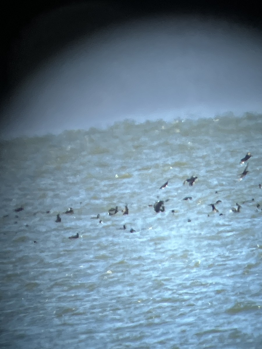 Black Scoter - ML615104348