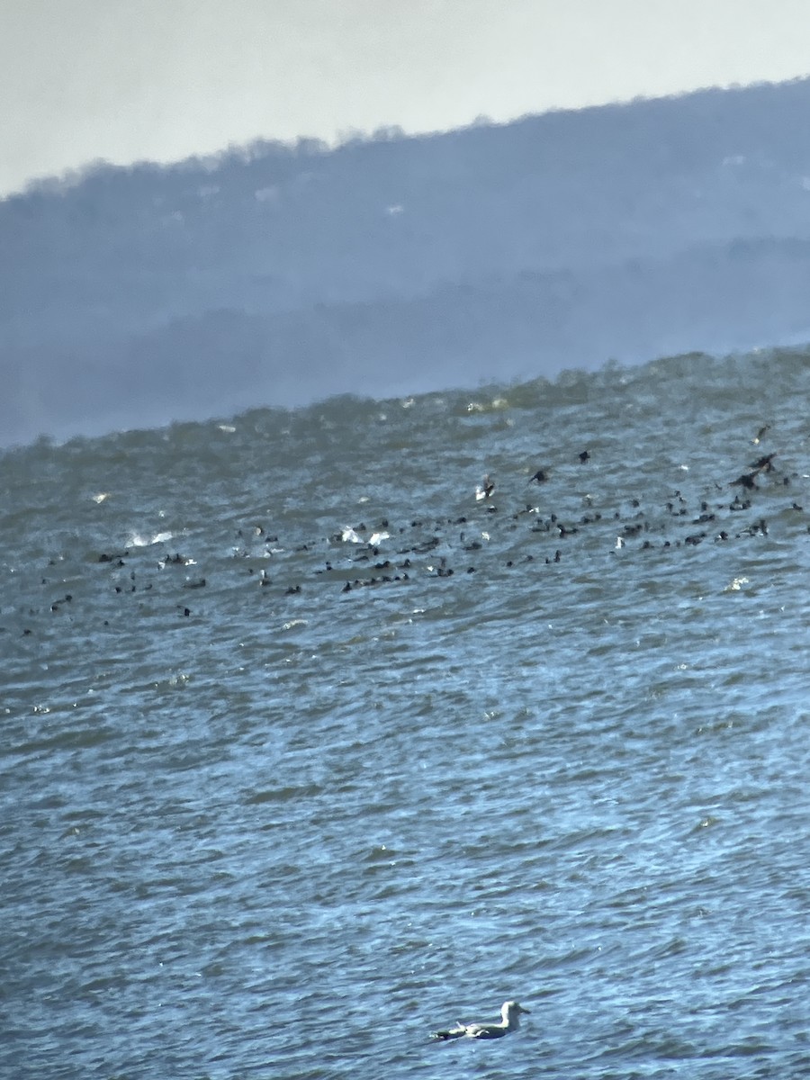 Black Scoter - ML615104349