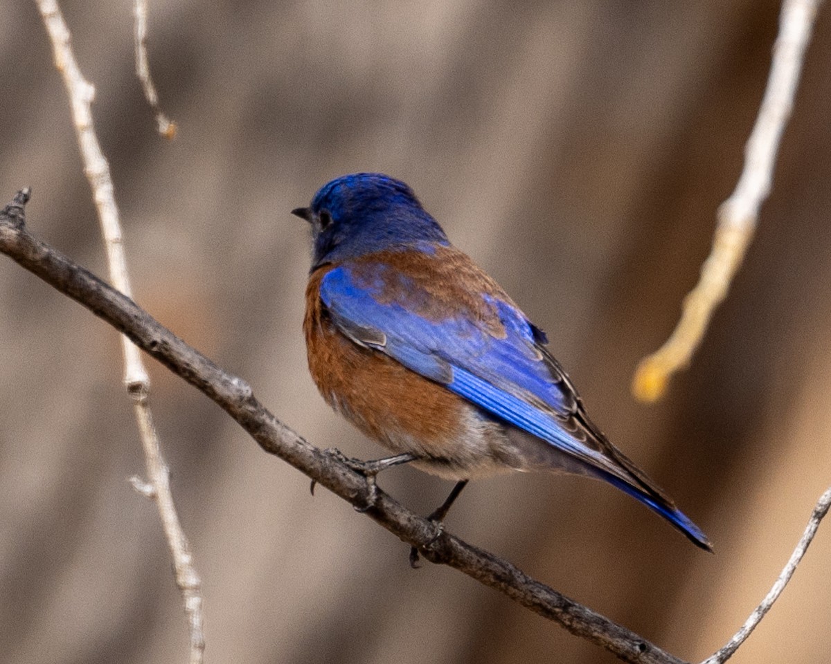 Western Bluebird - ML615104390