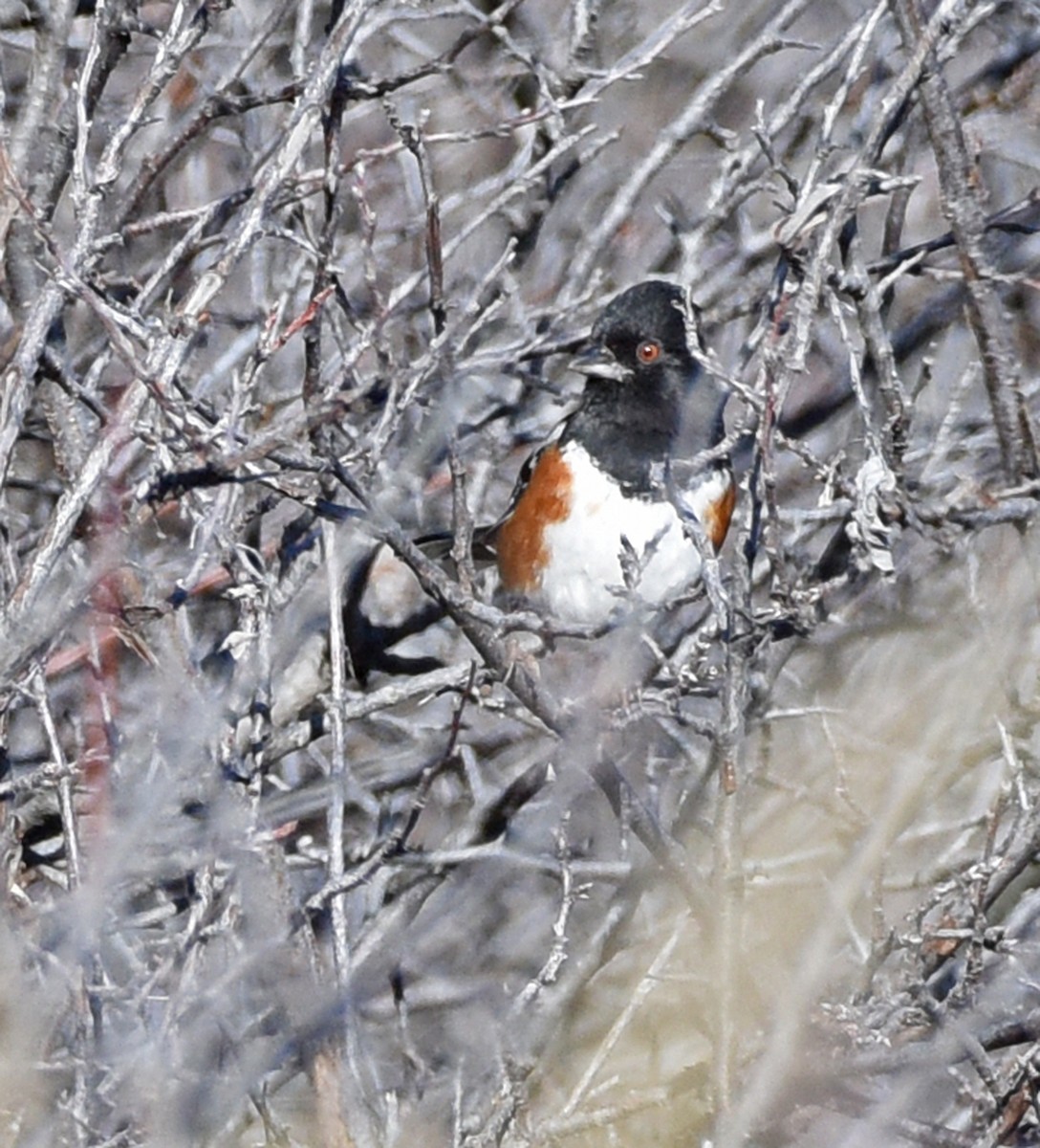 Spotted Towhee - ML615104423