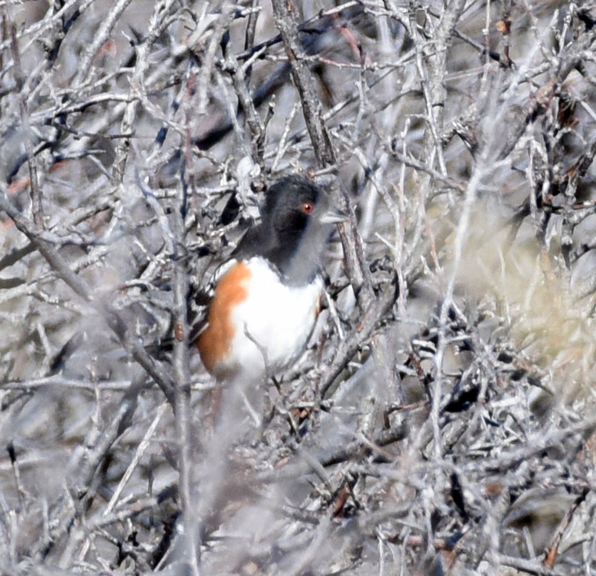 Spotted Towhee - ML615104424
