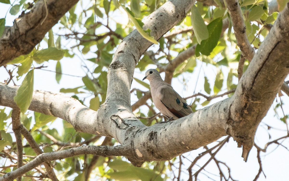 Emerald-spotted Wood-Dove - ML615104426