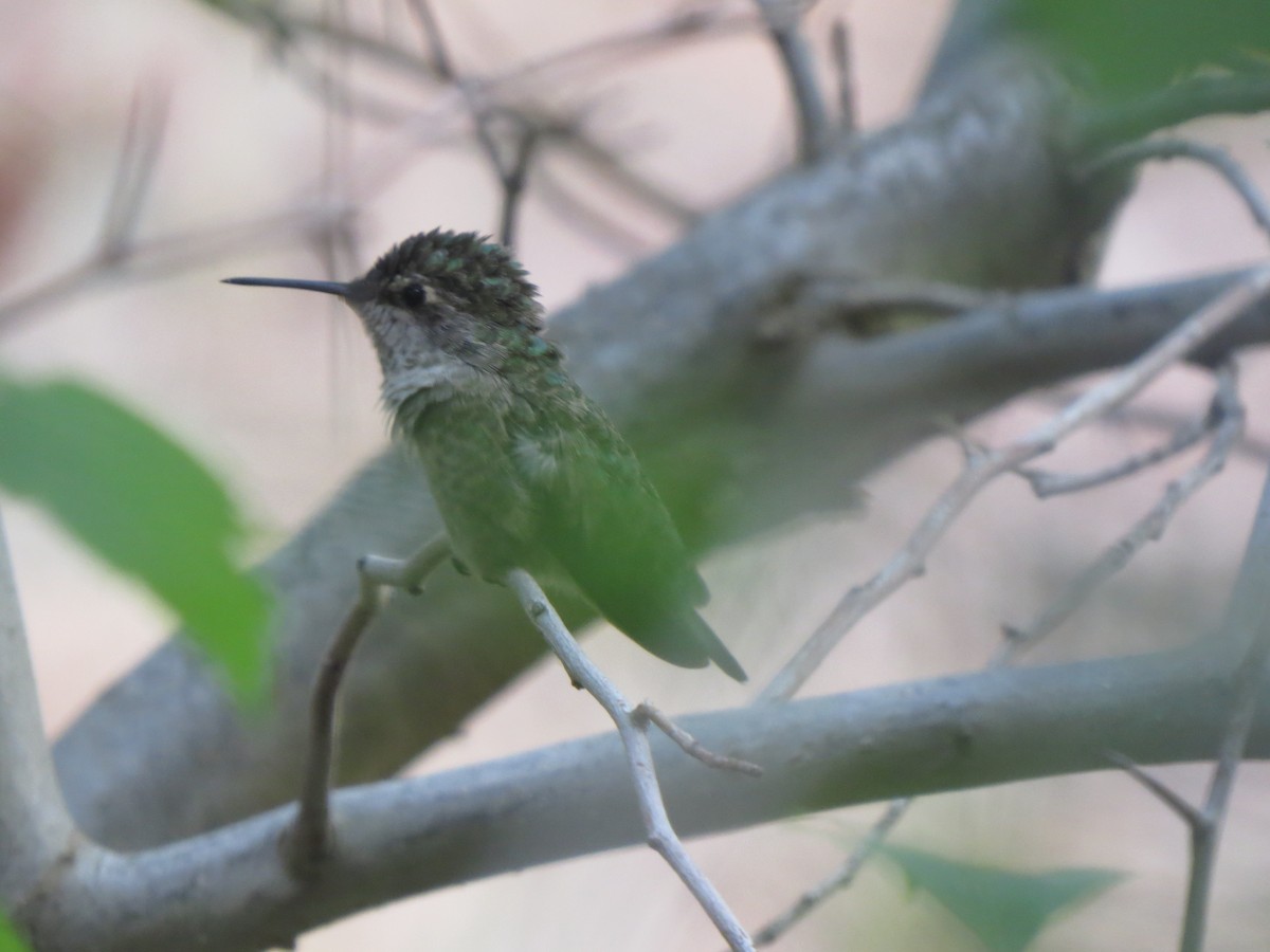 Anna's Hummingbird - ML615104428