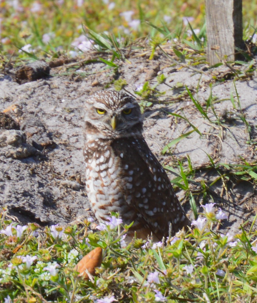 Burrowing Owl - ML615104431