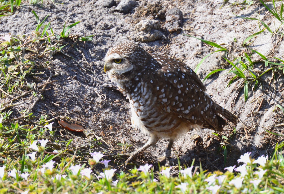 Burrowing Owl - ML615104433