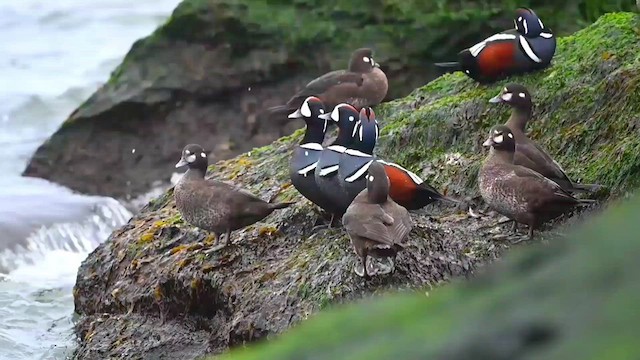 Harlequin Duck - ML615104507