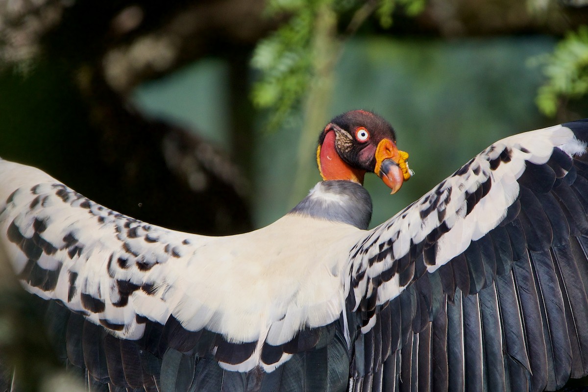 King Vulture - Dimitris Salas